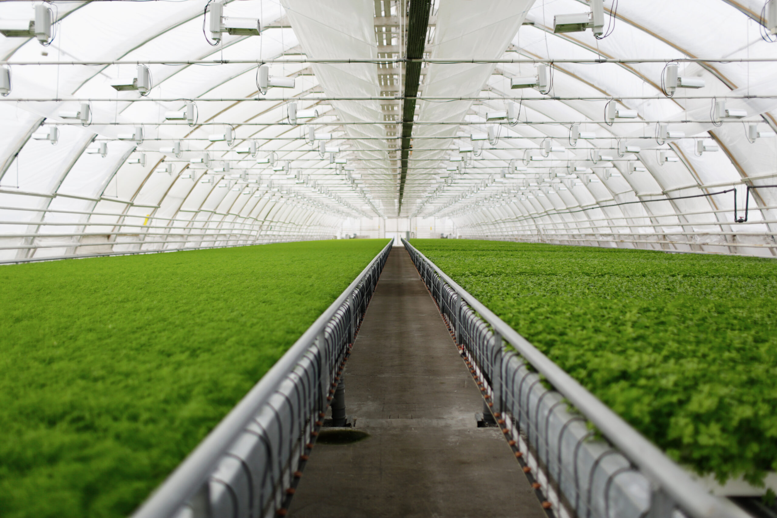 young plants growing in a very large plant commercial greenhouse